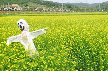 옥정호꽃걸음빛바람축제