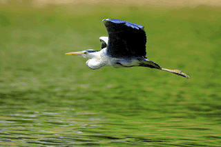 Heron