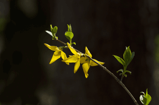 迎春花