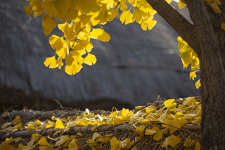 Ginkgo Tree