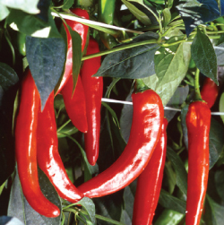 Imsil Red Pepper