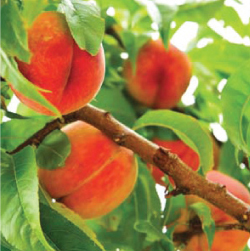 Peach