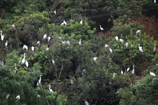 Heron Habitat