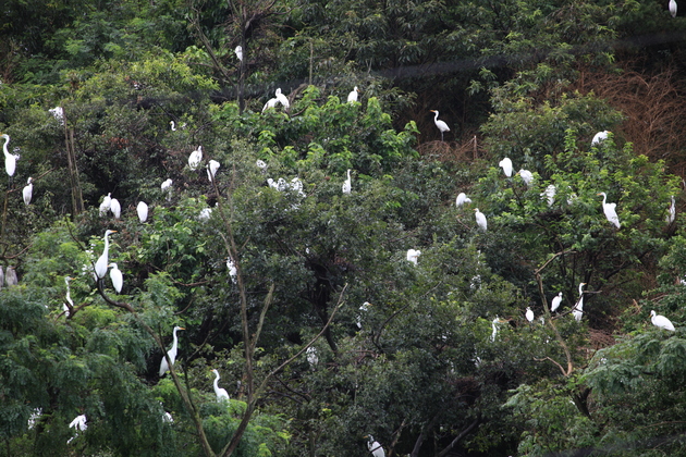 Heron Habitat 