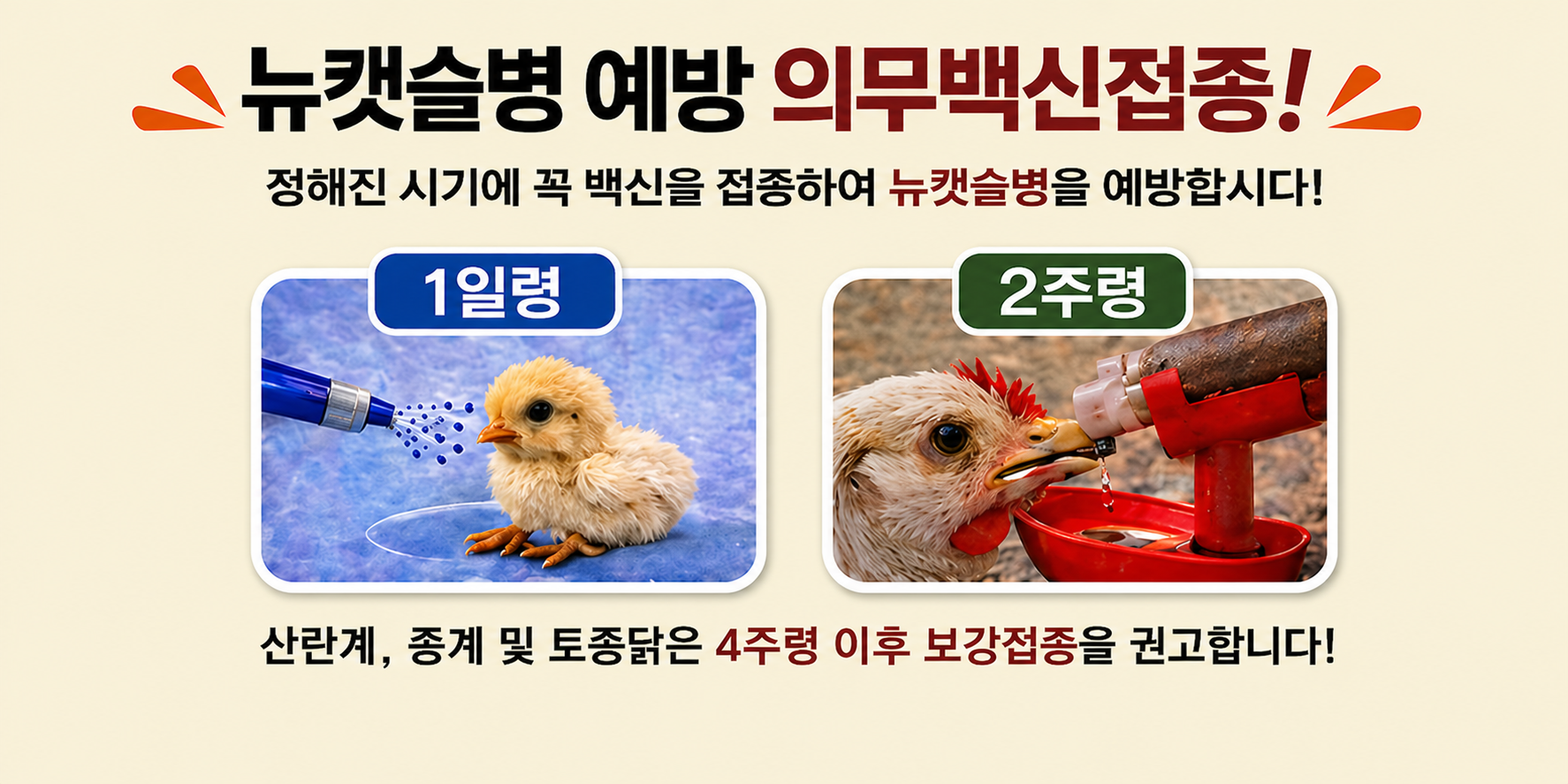 가금농가 뉴캣슬병 예방백신 접종 준수 안내 2번째 이미지