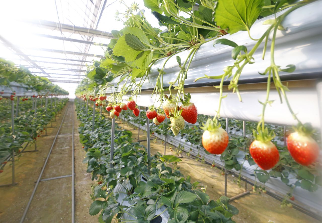 임실군, 명품딸기 생산 관리 현장컨설팅 강화 1번째 이미지