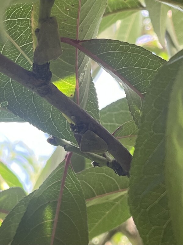 임실군, 돌발해충 피해 최소화, 적기 방제가 핵심! 1번째 이미지