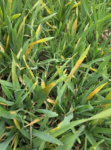 맥류 안정 생산의 핵심 ‘예방이 최선, 적기 방제 중요’ 1번째 이미지