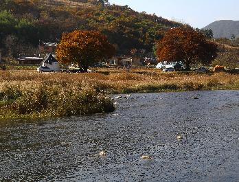 강변사리