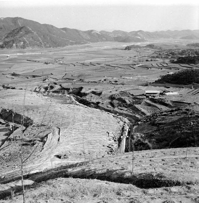 오수면 봉천마을 조림 광경 1973