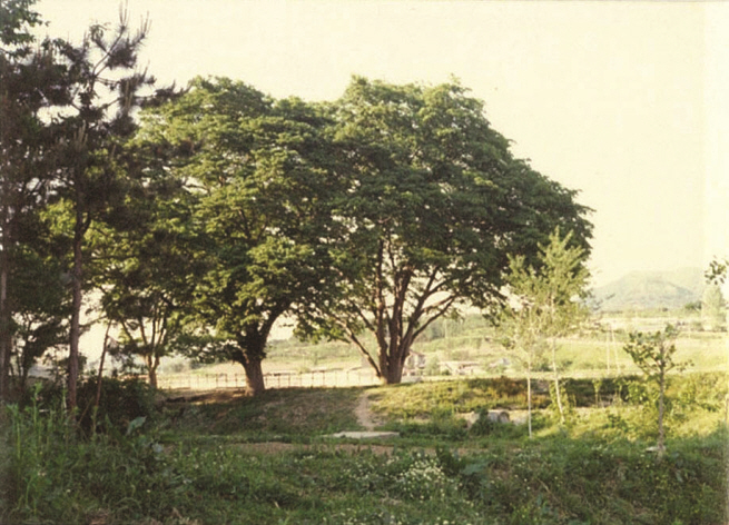 신평면 느티나무 1980