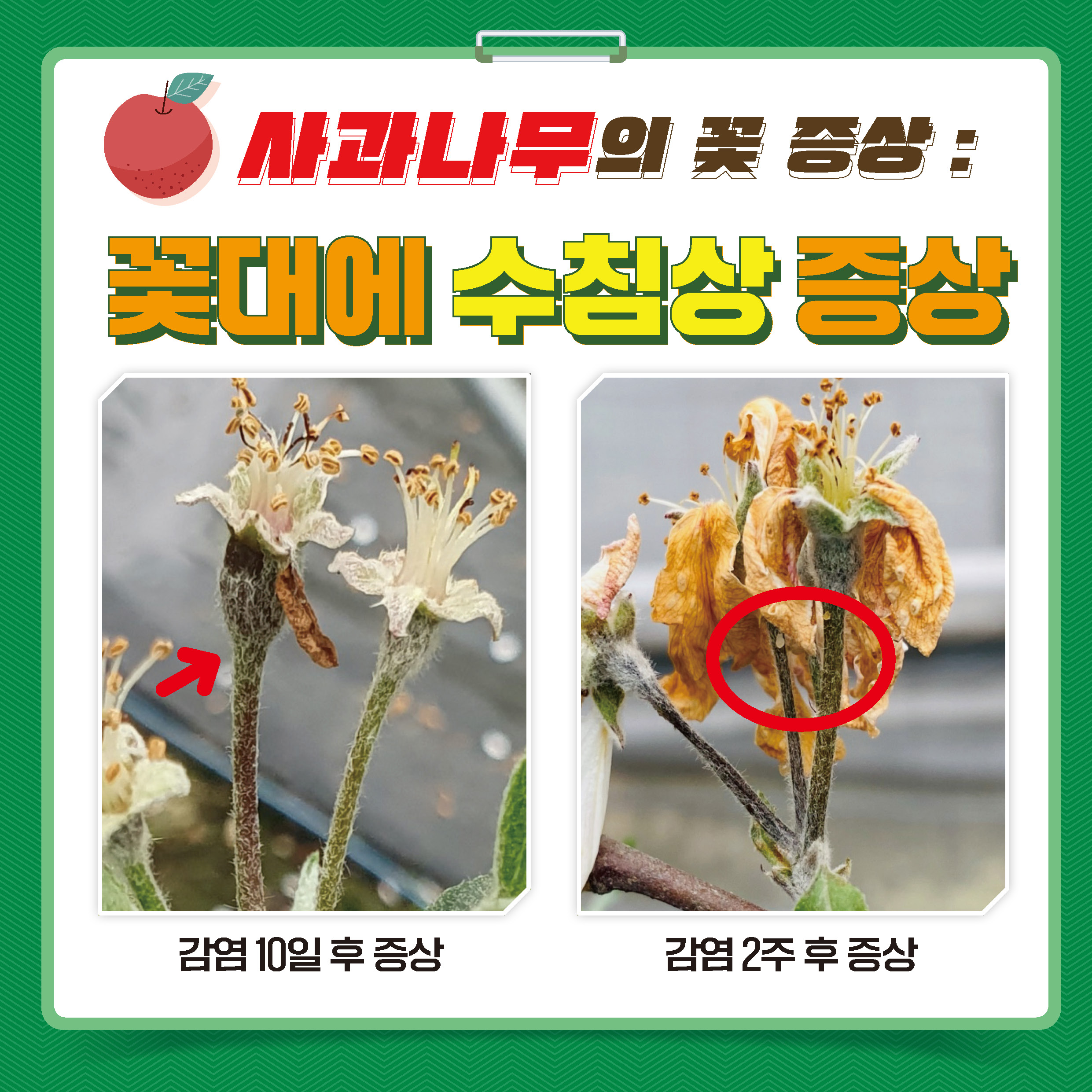 0420-농촌진흥청_카드뉴스_과수화상명확산차단을위한꽃증상구분요령_페이지_1.jpg