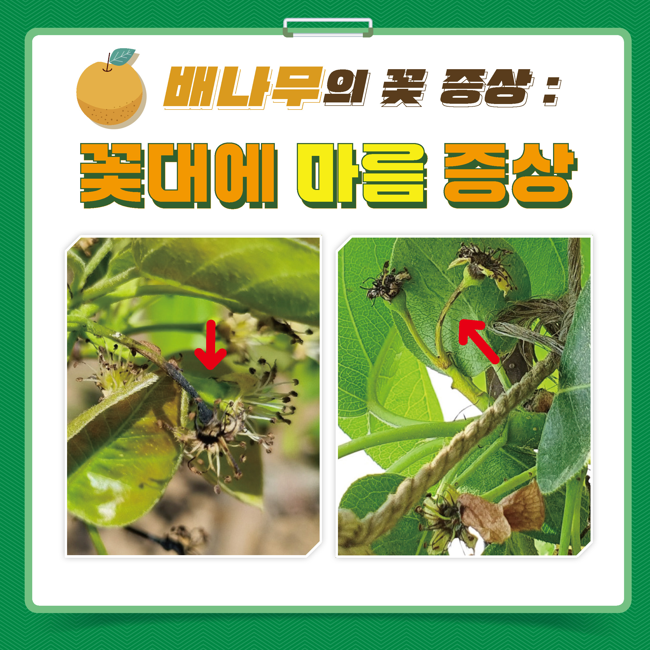0420-농촌진흥청_카드뉴스_과수화상명확산차단을위한꽃증상구분요령_페이지_1.jpg