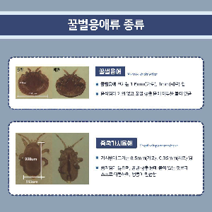 꿀벌응애류바로알고방제하기(카드뉴스)_1.png