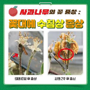 0420-농촌진흥청_카드뉴스_과수화상명확산차단을위한꽃증상구분요령_페이지_1.jpg