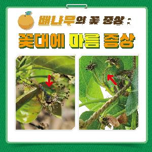 0420-농촌진흥청_카드뉴스_과수화상명확산차단을위한꽃증상구분요령_페이지_1.jpg